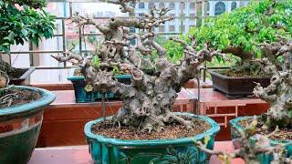 Hà Nội - Địa Chỉ Bán Cây Cảnh, Cây Bonsai Rẻ Nhất Toàn Quốc (LH 0399903128)