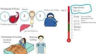 Body Temperature:  Fever, Hyperpyrexia vs Hyperthermia (heat stroke)