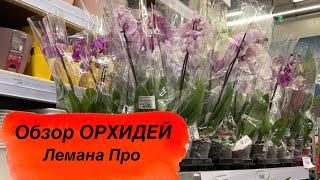  ОБЗОР ОРХИДЕЙ Лемана Про (Леруа) Рязань  #новыеорхидеи #орхидеиуход #обзорорхидей #покупкацветов