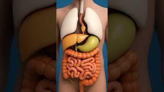 Watch How Food Travels Inside the Body | 3D Science