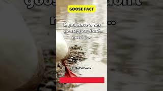 You Won't Need This With A Pet Goose  #goose #geese #goosefact #geeselive #goosegooseduck #shorts