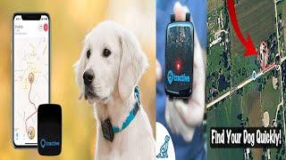 Top 3 best pet gps tracker 2024