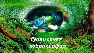 Гуппи синяя кобра сапфир