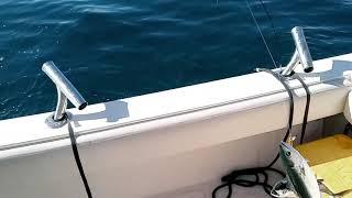 Great Lure For Fishing Catalina Island