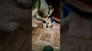 Супер тявка
