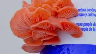 Magic of pink oyster mushroom - Time Lapse