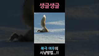 생글생글 북극여우의 사냥방법...!! #shorts #북극여우