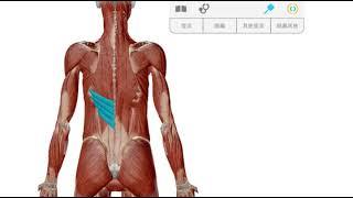 下背痛的解剖學概要 backmuscle 20180702