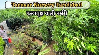 कल्पवृक्ष वाली नर्सरी में और क्या मिलता है Best Plant Nursery In Faridabad Taruvar Nursery