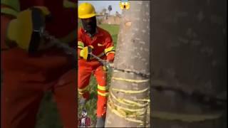 the expert cutter cutting a tree with chain blade #trendingshorts #youtubefeeds #youtubeshorts