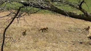 Lion Cubs Playing in North Serengeti