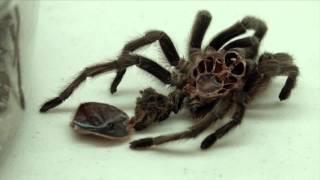 Spider Identification: Tarantulas and Wolf Spiders