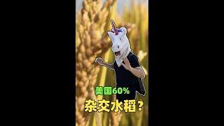 美国60% 杂交水稻？ - 毒角SHOW