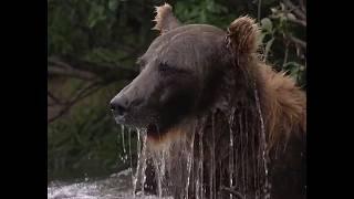 Three Scary Bear Attacks That Will Keep The Lights On