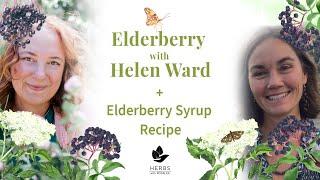 Elderberry with Helen Ward + Elderberry Syrup recipe