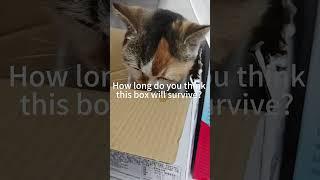 Tilly's New Obsession: BOX CHEWING#TillyTheCat #CatVsBox #FunnyCat #Meow #BoxDestroyer