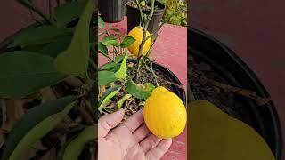 Trees 2 Plants make nature Beautiful #shorts #nature #plants #fruit