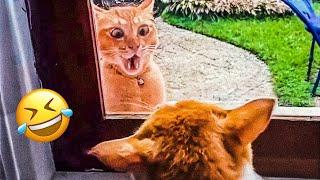 Funny Animal Videos 2024! Funniest Cats and Dogs Videos