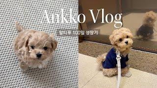 [앙꼬로그 no5] 말티푸 100일 기록 / 말티푸 성장 기록 / Dog's 100-day record