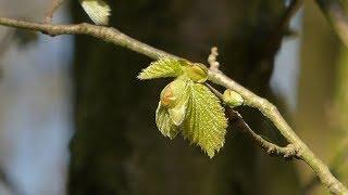 A green haze/Een groene waas