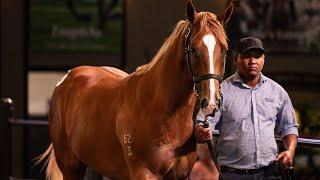 Lot 198 & 217: 2025 Inglis Easter Yearling Sale