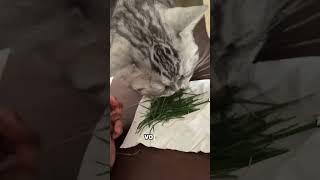 3 Reasons Why Cats Eat Grass #CatLovers#CatShorts#CatHacks