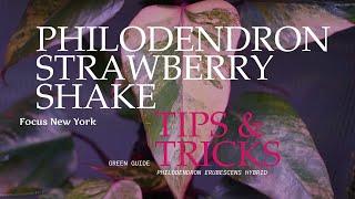 (Philodendron SS) Philodendron 'Strawberry Shake' Tips & Tricks by Focus New York