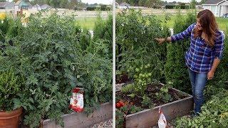 Pruning an Overgrown Tomato Plant! ️// Garden Answer