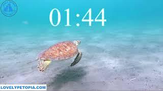 5 Minute Timer  World Sea Turtle Day  | LOVELY PETOPIA PET VIDEOS