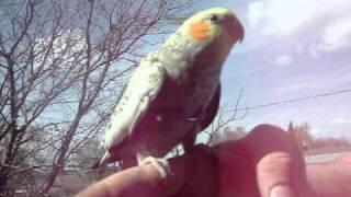 Ninjette the Cockatiel in her new Leathers4Feathers Harness