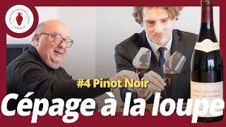 /Cépages à la loupe/ #4 Pinot noir