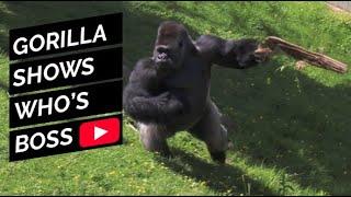 Badongo -  The Silverback Gorilla showing who’s boss