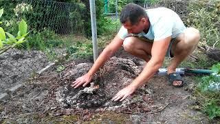 Корневая система голубики, пример. The roots of blueberry, an example of an adult bush.