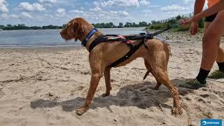 Non-Stop dogwear Freemotion Harness Zuggeschirr