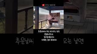 길고양이를 위해 마당 정자를 온실하우스로 만들었다