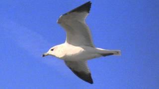 Seagull Sounds at the Ocean