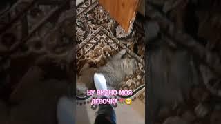 #вкот*Лера*Кошечка#