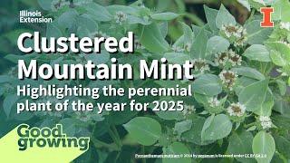 Clustered Mountain Mint - Perennial Plant of the Year | #GoodGrowing