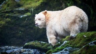 Ghost Bears: The Isolated Predators Of Canada's Great Bear Rain Forest | Wildlife Documentary