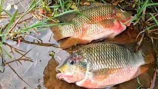 Delicious Catch and Cook in The African Bush