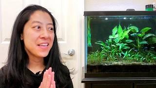 I Tried to Rescue my Neglected Aquarium…