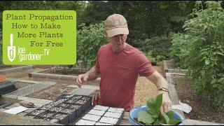 Simple Plant Propagation | How to Make More Plants for Free