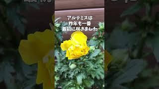 2月28日ラナンキュラスラックス アルテミス