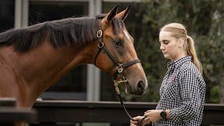 A day in the life of a stud hand at a yearling sale