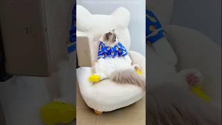 this cat make a big Domino's
