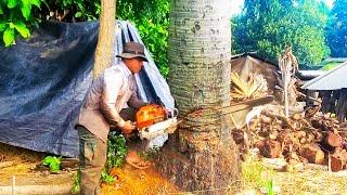 Wow !! techniques skills cutting tree Incredible Big tree chainsaw stihl ms 070 720 Tree Felling|