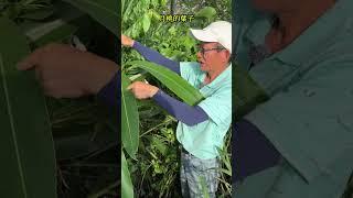 原來月桃的好處這麼多，卻很少人知道怎麼吃？