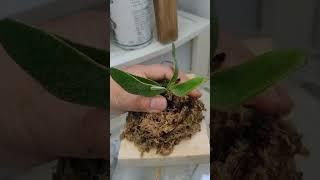 박쥐난 베이치 새촉 부작하기~^^
