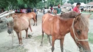 Village Horses videos| Village Horse Market Sylhet Gurar hat Bangladesh Bipul Agro BD 2022