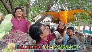 Lalukhet Exotic Parrots and Rare Birds Market Karachi 8-9-2024 Latest Update in Urdu | سوق الطيور